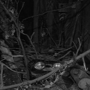 View of Grey Mouse Lemur and Malagasy Jumping Rat Enclosure - 1 October 201