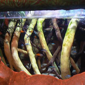 View of Southeast Asian Aquarium - 1 October 2016