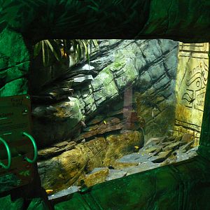 View of Aquarium Mainly Containing Cichlids - 1 October 2016