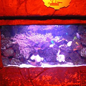 View of Reef Aquarium - 1 October 2016