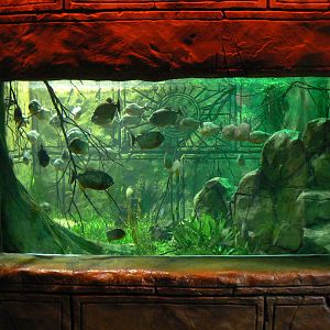 View of Piranha Aquarium - 1 October 2016