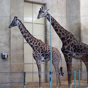 Masai Giraffes