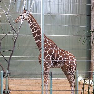 Retic x Masai Giraffe Hybrid