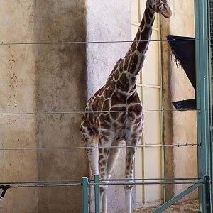 Reticulated Giraffe Carrie