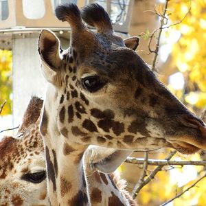 Masai Giraffe Eamara