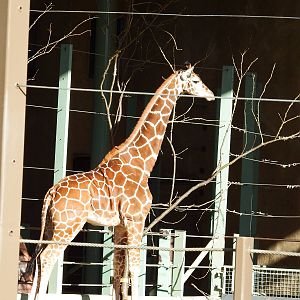 Hybrid Giraffe Moshi