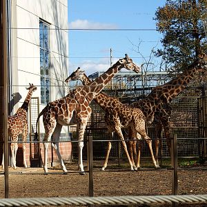 Masai, Retic, and Hybrid Giraffes