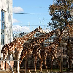 Retic and Masai Giraffes