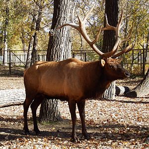 Bull Elk