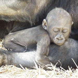 Western Lowland Gorilla Baby Kimani