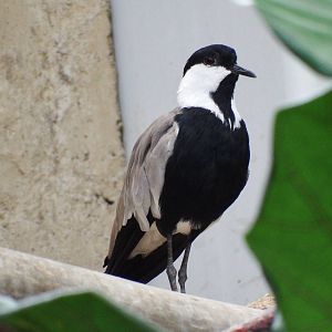 Spur Winged Lapwing