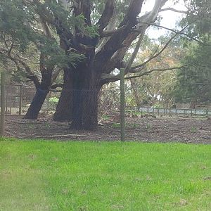 view from the driveway - huge numbers of a small wallaby species