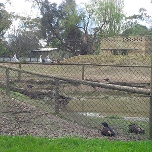 View from teh carpark - Shellducks & Pelicans