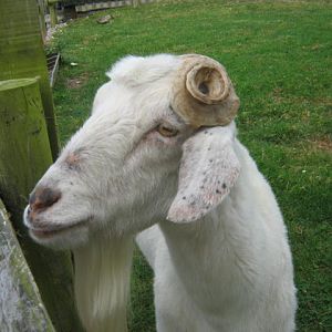 Isle of Wight Owl and Falconry Centre 2016