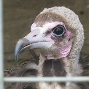 Isle of Wight Owl and Falconry Centre 2016