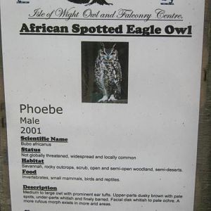 Isle of Wight Owl and Falconry Centre 2016