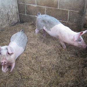 Isle of Wight Owl and Falconry Centre 2016.