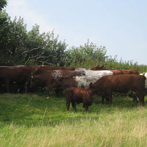 Isle of Wight Owl and Falconry Centre,Appuldurcombe 2016