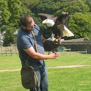 Isle of Wight Owl and Falconry Centre 2016