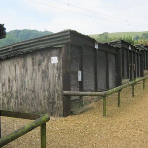Isle of Wight Owl and Falconry Centre, Appuldurcombe 2016
