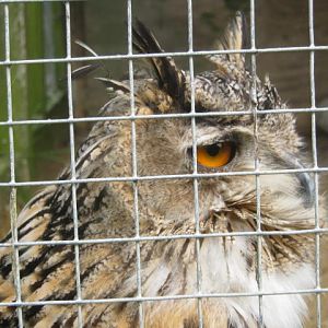 Isle of Wight Owl and Falconry Centre 2016