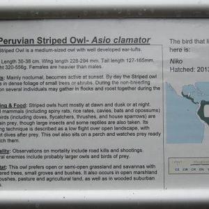 Haven Falconry Isle of Wight 2016