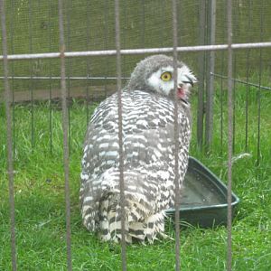 Haven Falconry Isle of Wight 2016