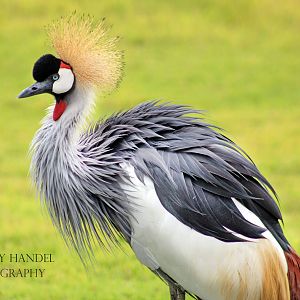 Sep. 2016 - Africa - Grey Crowned Crane