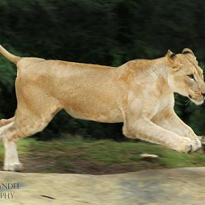 Sep. 2016 - Africa - Running Lion