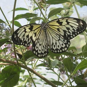 Isle of Wight Owl Butterfly World 2016