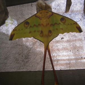 Isle of Wight Owl Butterfly World 2016