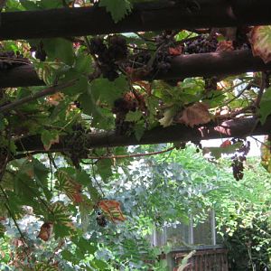 Isle of Wight Owl Butterfly World 2016