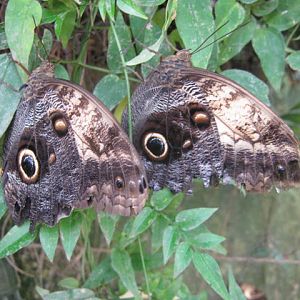 Isle of Wight Butterfly World 2016