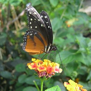 Isle of Wight Owl Butterfly World 2016.
