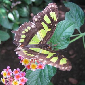Isle of Wight Owl Butterfly World 2016