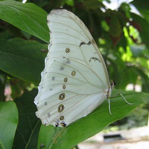 Isle of Wight Owl Butterfly World 2016