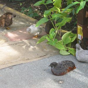Isle of Wight Owl Butterfly World 2016