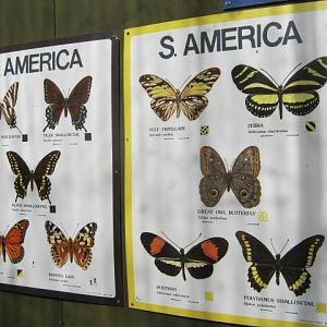 Isle of Wight Butterfly World 2016