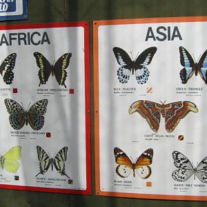 Isle of Wight Owl Butterfly World 2016.