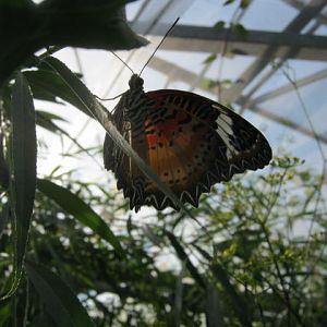 Isle of Wight Owl Butterfly World 2016