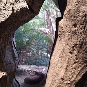 Fossa through the Madagascar window