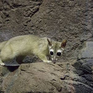 Ringtail