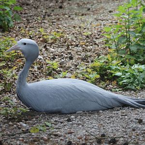 Blue - Stanley - crane