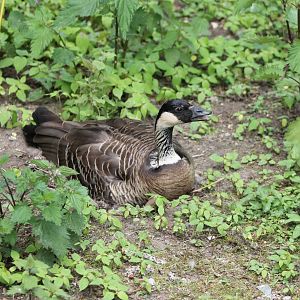 Incubating Hawaii goose