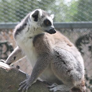 Ring-tailed lemur