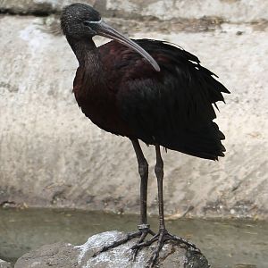 Glossy ibis