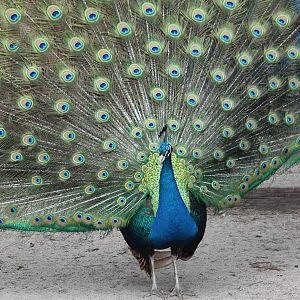Blue peacock