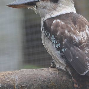 Kookaburra