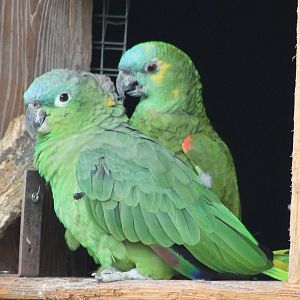Mealy and Blue-fronted amazones