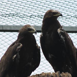 Steppe eagles